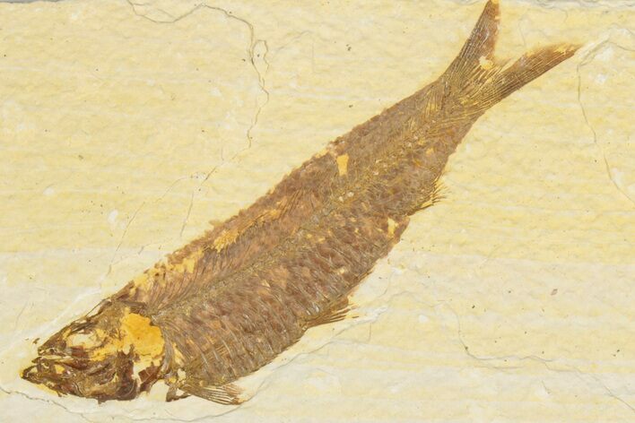Detailed Fossil Fish (Knightia) - Wyoming #186497